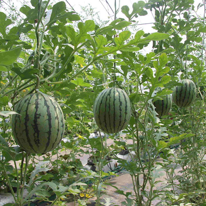 1565925454187145.jpg timg (1).jpg