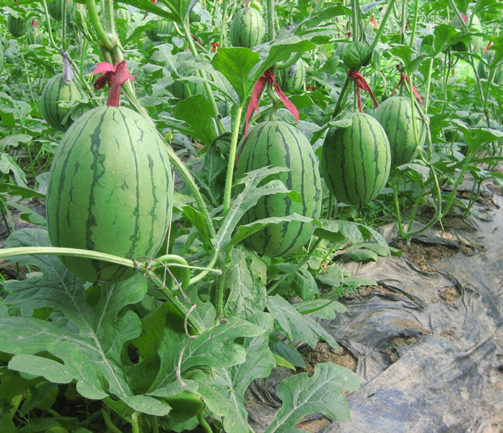 1565925467707915.jpg timg (2).jpg