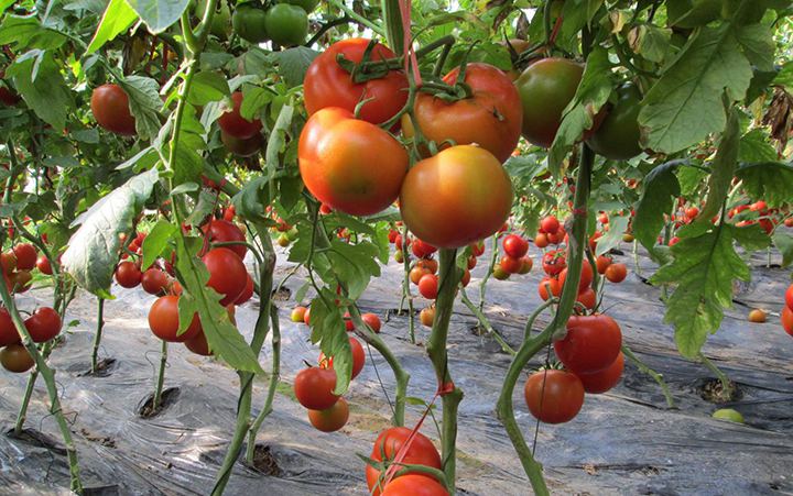 1565941112356776.jpg timg (6).jpg