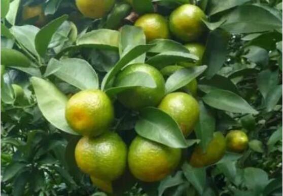 1570697835108629.jpg 1510134942274785 (1).jpg