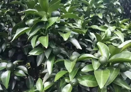 1591924741403115.jpg 微信圖片_20200611103238.jpg